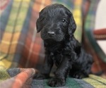 Puppy Govener Thropp Australian Labradoodle