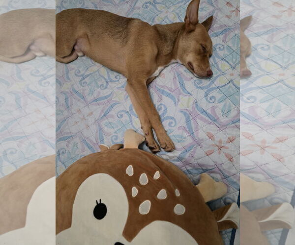Medium Photo #2 Australian Kelpie-Unknown Mix Puppy For Sale in Valrico, FL, USA