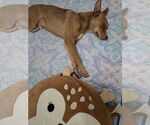 Small #1 Australian Kelpie Mix