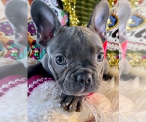 French Bulldog Puppy for sale in HEATHROW, FL, USA