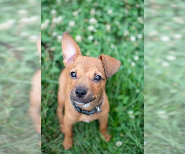 Medium Photo #3 Chihuahua-Unknown Mix Puppy For Sale in Germantown, OH, USA