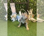 Puppy Puppy 5 Pharaoh American Bully