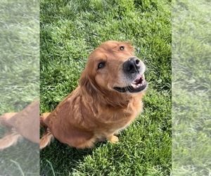 Mother of the Golden Retriever puppies born on 02/24/2026