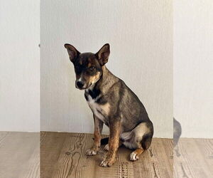 German Shepherd Dog Dogs for adoption in Bolivar, MO, USA