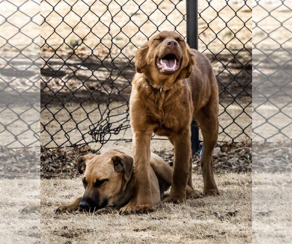 Medium Photo #25 Golden Shepherd Puppy For Sale in Laramie, WY, USA