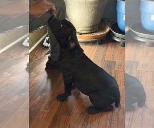 Cane Corso Puppy for sale in DELAWARE, OH, USA