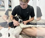 Small #4 Mutt