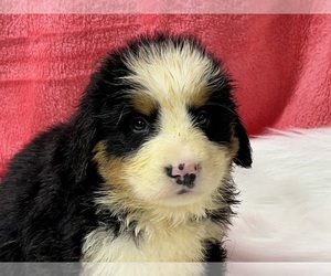 Bernese Mountain Dog Dog for Adoption in DUNDEE, Ohio USA