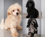 Small Poodle (Toy)