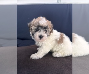 Maltipoo Puppy for Sale in WAXHAW, North Carolina USA