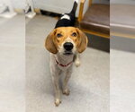 Small Photo #2 Mutt Puppy For Sale in North Myrtle Beach, SC, USA