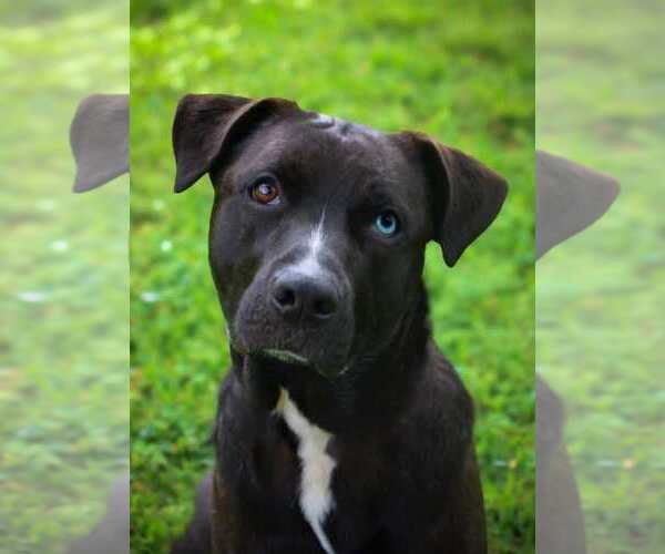 Medium Photo #4 Labrador Retriever-Unknown Mix Puppy For Sale in Rockaway, NJ, USA