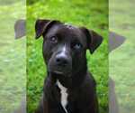 Small #3 Labrador Retriever Mix