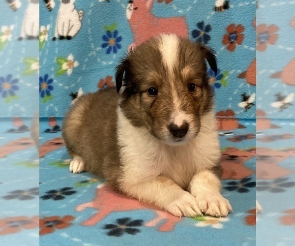 Medium Photo #1 Collie Puppy For Sale in NEW PARIS, OH, USA