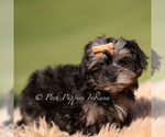 Small #2 Yorkipoo