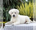 Small Photo #6 Labrador Retriever Puppy For Sale in GORDONVILLE, PA, USA