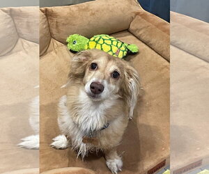 Dachshund Dogs for adoption in Fruitland, SC, USA