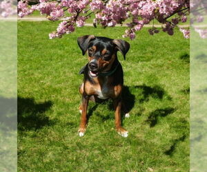 Miniature Pinscher Dogs for adoption in Menifee, CA, USA