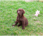 Small #8 Labrador Retriever