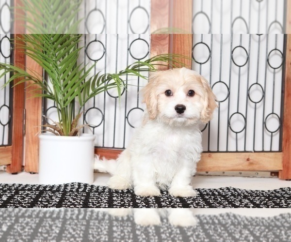 Medium Photo #1 Cavachon Puppy For Sale in NAPLES, FL, USA