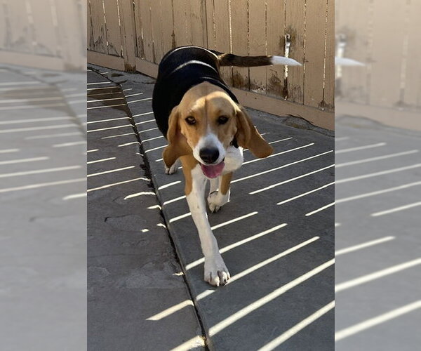 Medium Photo #1 Beagle Puppy For Sale in Apple Valley, CA, USA