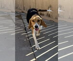 Small Beagle