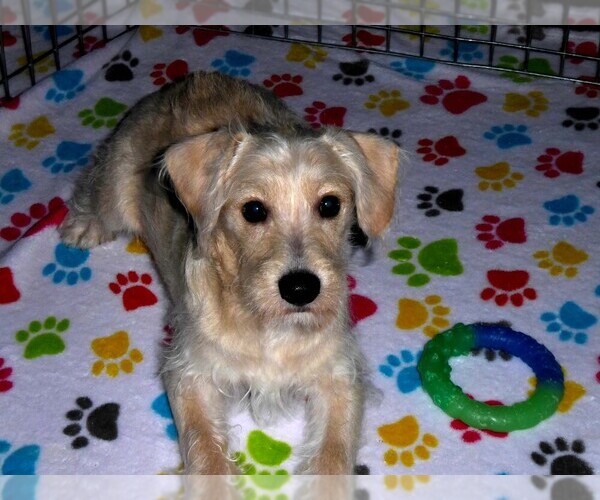 Medium Photo #10 Schnoodle (Miniature) Puppy For Sale in ORO VALLEY, AZ, USA