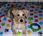 Small #9 Schnoodle (Miniature)
