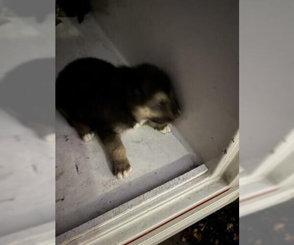 Medium Photo #1 German Shepherd Dog-Unknown Mix Puppy For Sale in Houston, TX, USA
