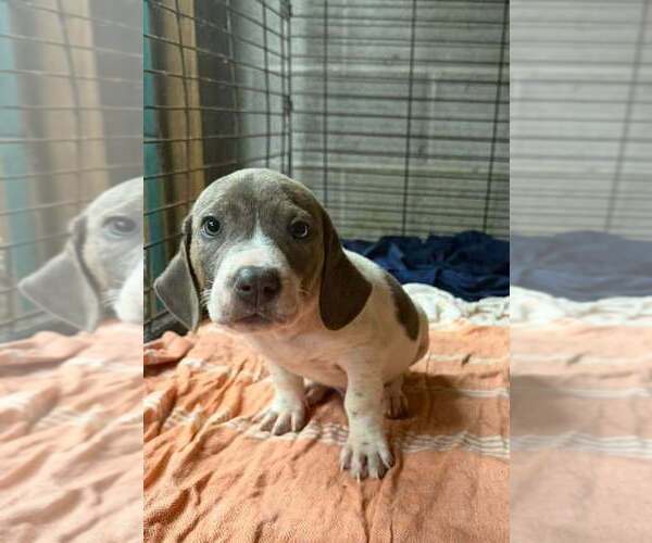 Medium Photo #2 Basset Hound-Unknown Mix Puppy For Sale in New York, NY, USA