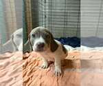 Small #1 Basset Hound Mix
