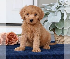 Cavapoo Puppy for sale in NARVON, PA, USA