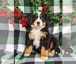 Small Photo #2 Bernese Mountain Dog Puppy For Sale in NEW HOLLAND, PA, USA