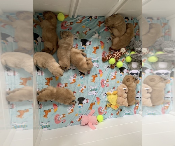 Medium Photo #17 Golden Retriever Puppy For Sale in THOMSON, GA, USA