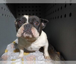 French Bulldog-Unknown Mix Dogs for adoption in Downey, CA, USA