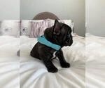 Small Photo #1 French Bulldog Puppy For Sale in WEST PLAINS, MO, USA