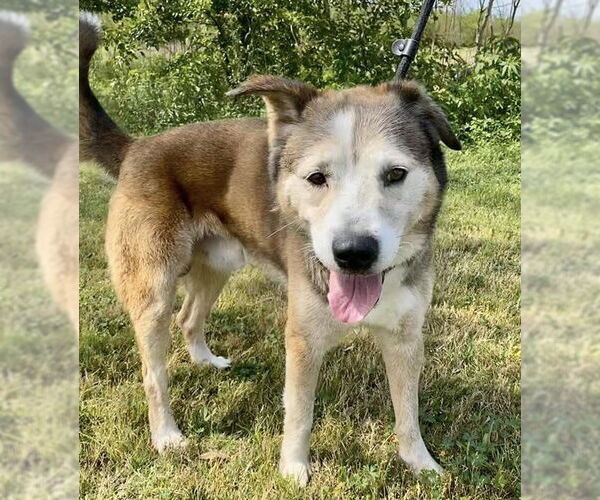 Medium Photo #25 Siberian Husky-Unknown Mix Puppy For Sale in Houston, TX, USA