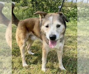 Patch - Male Siberian Husky-Unknown Mix Dog for Adoption - Photo #25