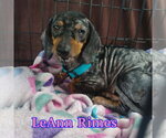 Small #9 Dachshund