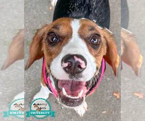 Beagle-Unknown Mix Dogs for adoption in Kennesaw, GA, USA