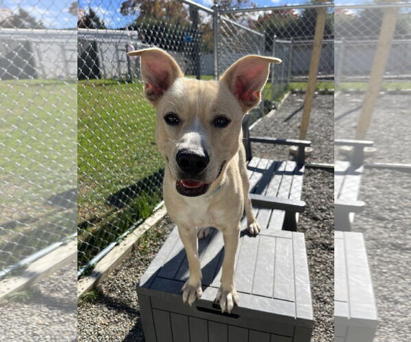 Medium Photo #1 Mutt Puppy For Sale in Rockaway, NJ, USA