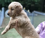 Small Photo #5 Golden Retriever Puppy For Sale in MCCOMB, MS, USA