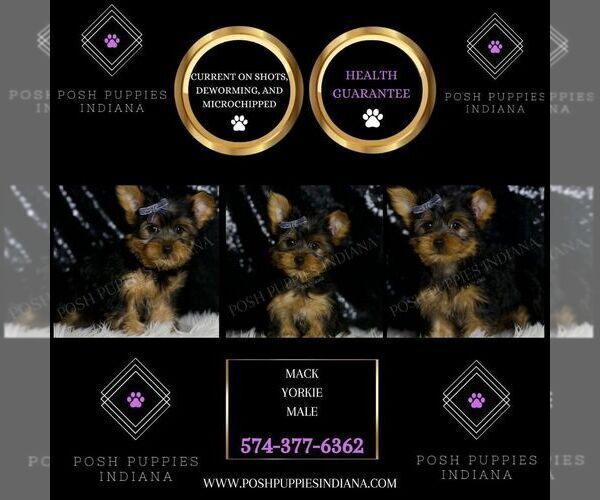 Medium Photo #5 Yorkshire Terrier Puppy For Sale in WARSAW, IN, USA