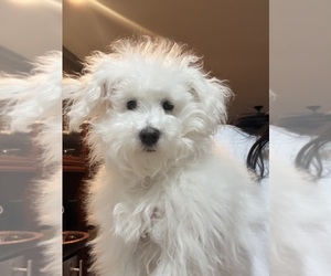 Maltipoo (Miniature) Puppy for sale in ROMEOVILLE, IL, USA