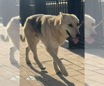 Small #4 German Shepherd Dog