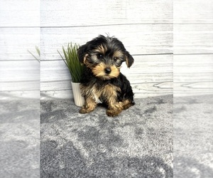 Yorkshire Terrier Puppy for sale in INDIANAPOLIS, IN, USA