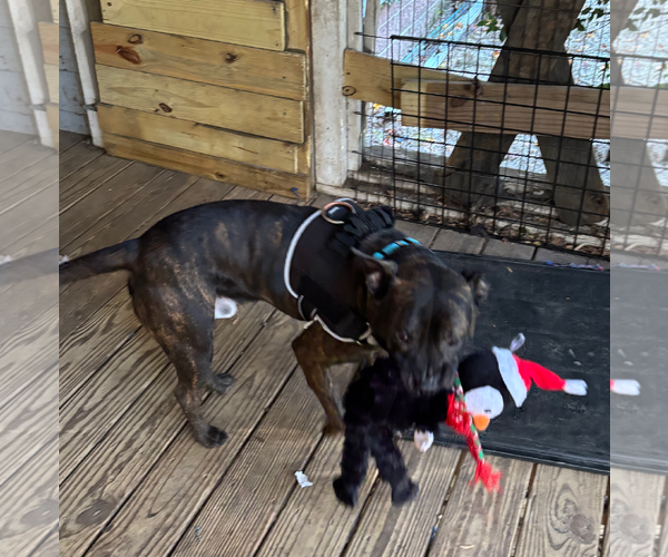Medium Photo #5 American Staffordshire Terrier-Bulldog Mix Puppy For Sale in Holly Springs, NC, USA