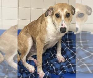 Catahoula Leopard Dog Dogs for adoption in Pasadena, TX, USA