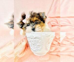 Yorkshire Terrier Puppy for sale in NEWPORT COAST, CA, USA