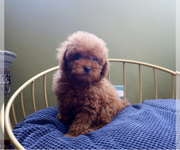 Medium Photo #4 Poodle (Toy) Puppy For Sale in LOS ANGELES, CA, USA
